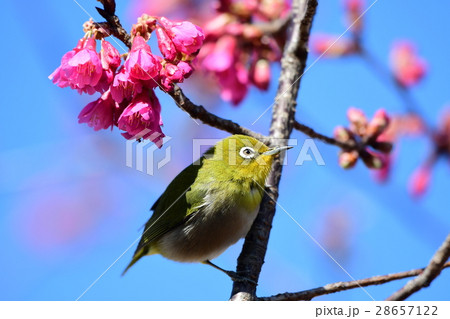 寒緋桜とメジロa8 28657122