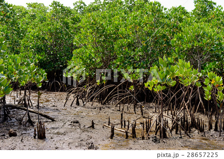 沖縄　小浜島のマングローブ　石長田海岸 28657225
