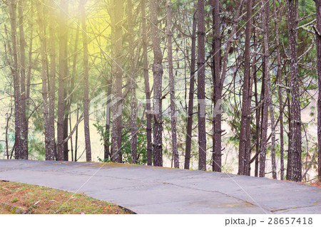 Pine forest with road in Chiangmai, Thailand Pine forest with road in Chiangmai, Thailand 28657418