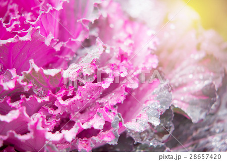 Closed up Ornamental cabbage (Brassica oleracea) Closed up Ornamental cabbage (Brassica oleracea) 28657420