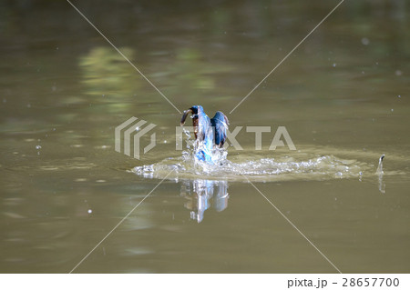 翡翠の魚捕りa1 翡翠の魚捕りa1 28657700