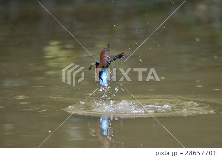 翡翠の魚捕りa2 翡翠の魚捕りa2 28657701