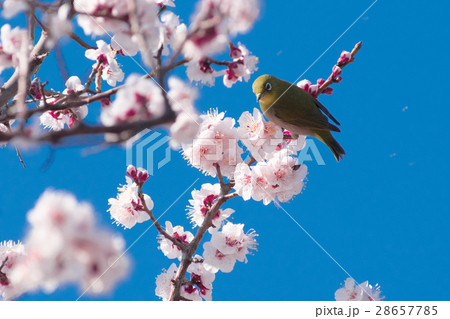 メジロと梅 28657785