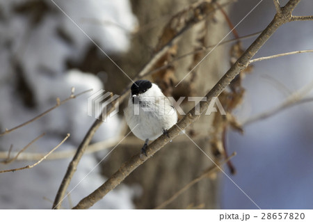 ハシブトガラ 28657820