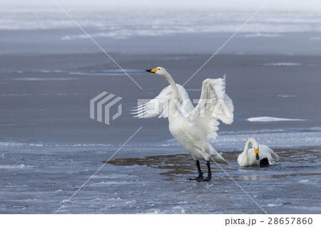 オオハクチョウ 28657860