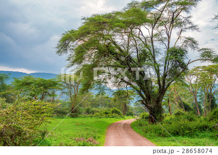 African scenic forest 28658074