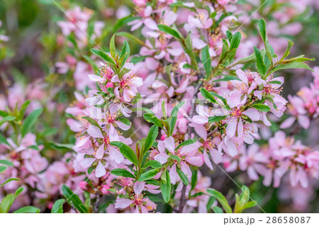 Dwarf Russian almond Dwarf Russian almond 28658087