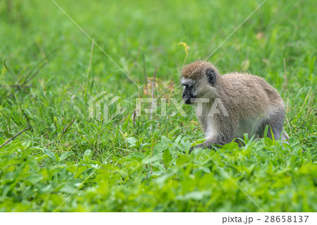 Vervet monkey or Chlorocebus pygerythrus Vervet monkey or Chlorocebus pygerythrus 28658137