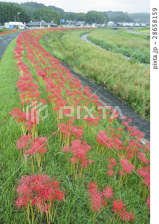 熊本地震で被災した熊本県益城町ふるさと彼岸花まつり木山川沿い2キロに咲く50万本の彼岸花を楽しめる 28658159