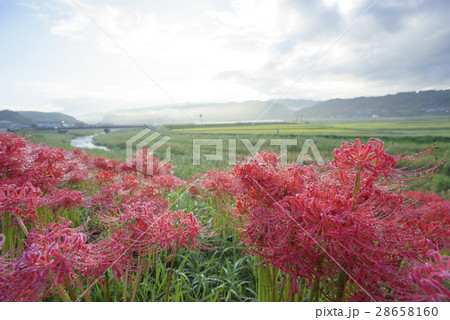 熊本地震で被災した熊本県益城町ふるさと彼岸花まつり木山川沿い2キロに咲く50万本の彼岸花を楽しめる 28658160