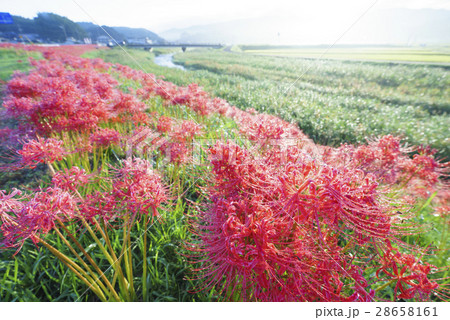 熊本地震で被災した熊本県益城町ふるさと彼岸花まつり木山川沿い2キロに咲く50万本の彼岸花を楽しめる 28658161