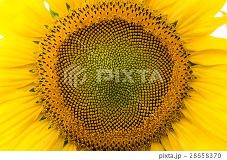 Sunflower close-up detail. 28658370