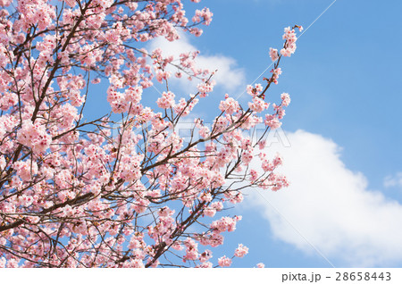 桜の季節 別れの季節 出会いの季節の写真素材
