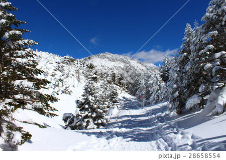 北八ヶ岳・八丁平へと続く散策路 28658554