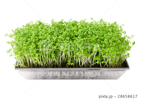 Garden cress in seed sprouter isolated over white Garden cress in seed sprouter isolated over white 28658617