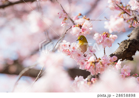 春の訪れ 桜とメジロのコラボの写真素材 2865