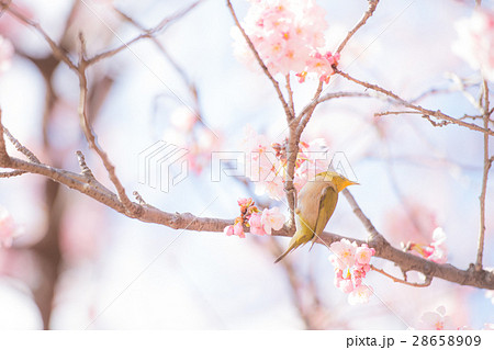 春の訪れ！桜とメジロのコラボ 28658909