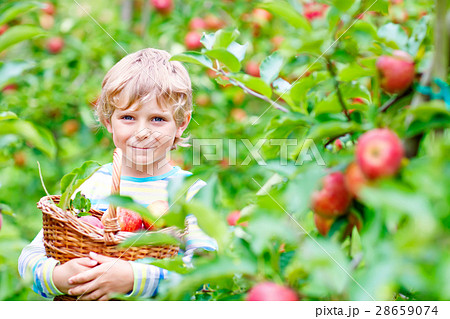 Little kid boy picking red apples on farm autumn Little kid boy picking red apples on farm autumn 28659074