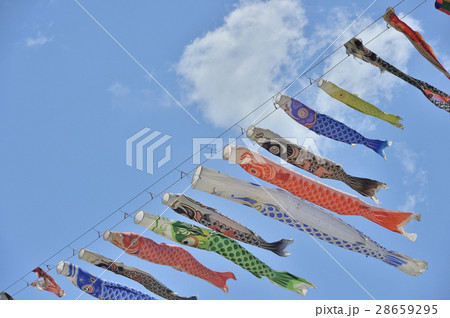 鯉のぼりの川渡し 鯉のぼりの川渡し 28659295
