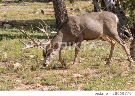 Mule Deer Buck Grazing Mule Deer Buck Grazing 28659770