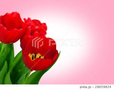 Bouquet red tulips isolated on white background 28659824