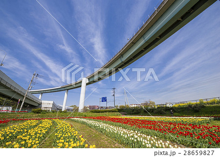 ランプ橋と花畑 28659827