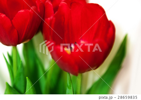 Bouquet red tulips isolated on white background 28659835
