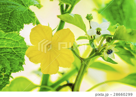 キュウリとシシトウの花の写真素材