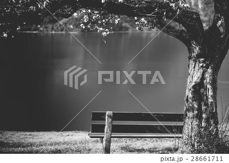 Wooden bench under blooming tree 28661711