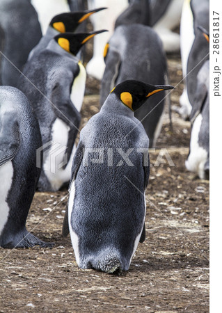 King Penguin King Penguin 28661817