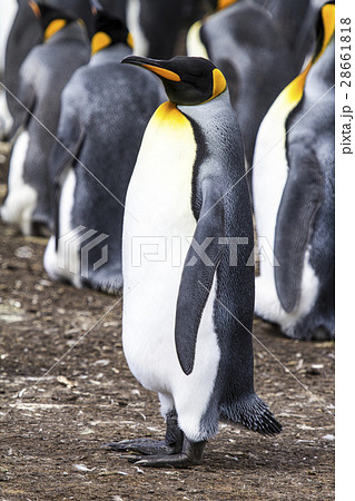 King Penguin King Penguin 28661818