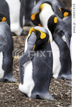 King Penguin King Penguin 28661819