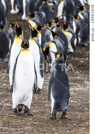 King Penguin King Penguin 28661838
