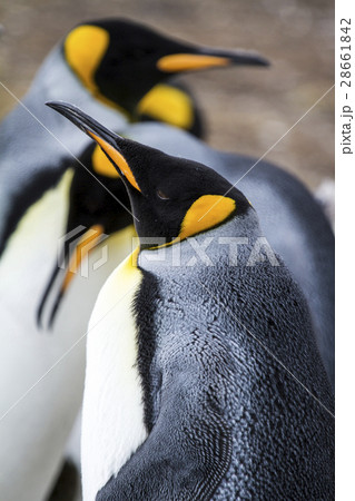 King Penguin King Penguin 28661842