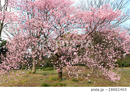 皇居東御苑のツバキカンザクラの花（2月）東京都千代田区 28662403