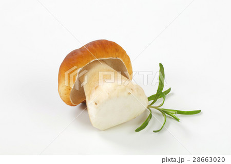 fresh edible mushroom (cep) 28663020