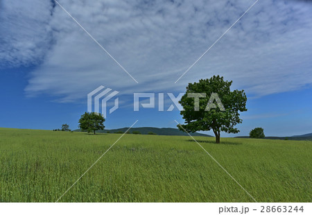 Spring field landscape 28663244