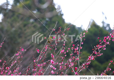 梅の花 梅の花 28664016