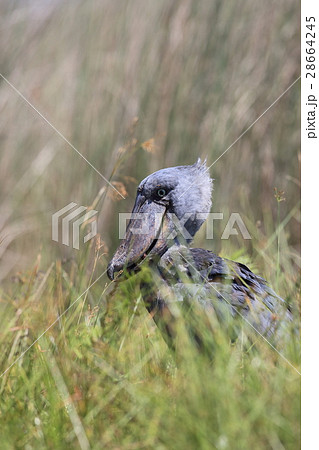 野生のハシビロコウ 野生のハシビロコウ 28664245