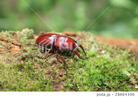 ヤエヤマノコギリクワガタ ヤエヤマノコギリクワガタ 28664306