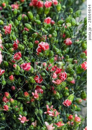 closeup a lot of flowers for bouquet closeup a lot of flowers for bouquet 28664644