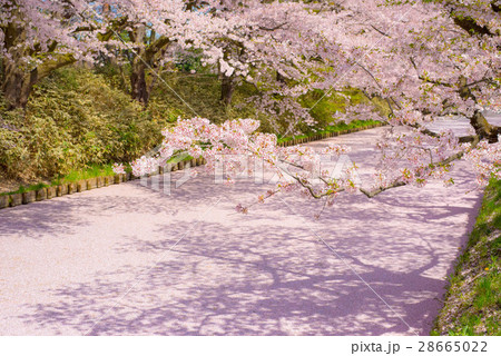 弘前城の桜 弘前城の桜 28665022