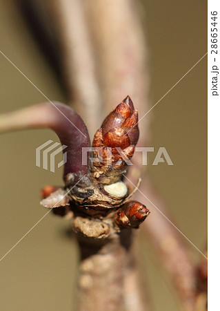 自然　植物　アケビ、冬芽です。厚みのあるごつい芽鱗が鎧のように見えます 28665446