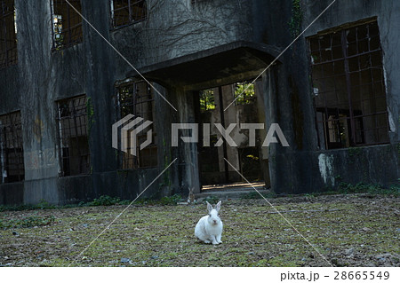 廃墟とウサギ 28665549