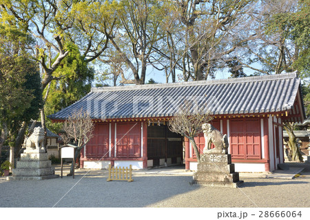 国宝　桜井神社　拝殿　堺市　大阪府 28666064