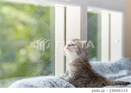 Kitten in cat cafe 28666124