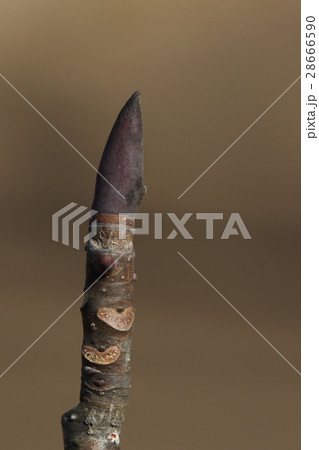 自然　植物　ウケザキオオヤマレンゲ、冬芽と葉痕。ホオノキとオオヤマレンゲの交配種だそうです 28666590