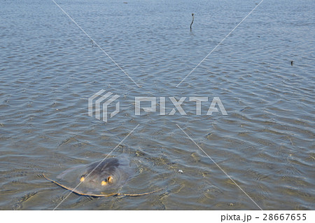 アカエイ(多摩川河口/東京都大田区) アカエイ(多摩川河口/東京都大田区) 28667655