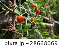 トマト 28668069
