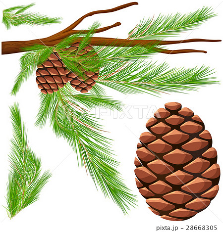 Pinecone on the branch 28668305